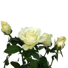 Load image into Gallery viewer, Mini Rose, 4in, Assorted Colours