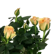 Load image into Gallery viewer, Mini Rose, 4in, Assorted Colours
