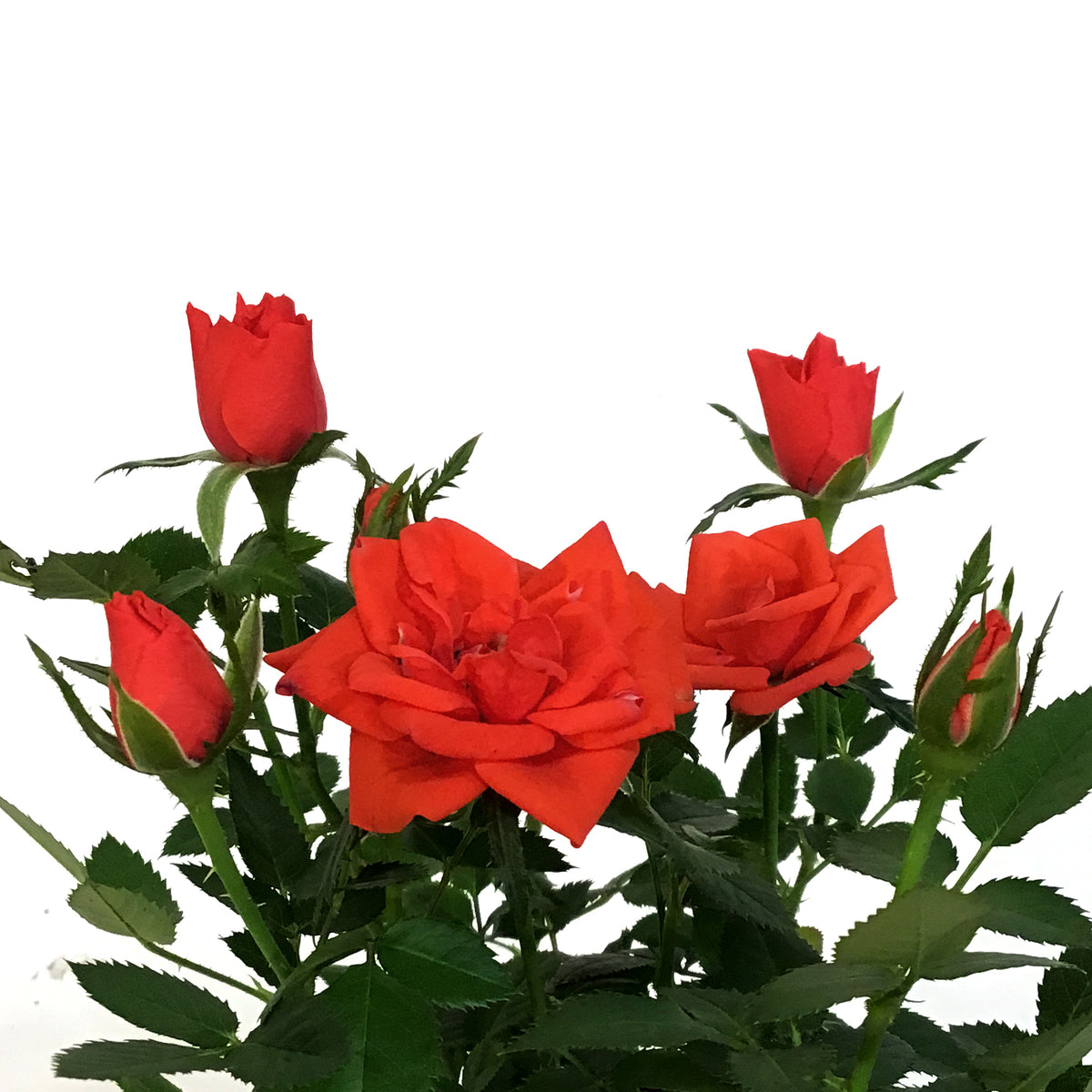 Mini Rose, 4in, Assorted Colours
