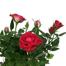 Load image into Gallery viewer, Mini Rose, 4in, Assorted Colours