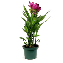 Load image into Gallery viewer, Curcuma, Tumeric Plant