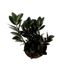 Load image into Gallery viewer, ZZ Plant, 8in, Zamioculcas Zamiifolia Raven ZZ