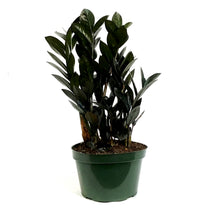 Load image into Gallery viewer, ZZ Plant, 8in, Zamioculcas Zamiifolia Raven ZZ