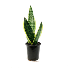 Load image into Gallery viewer, Sansevieria, 3.5in, Futura Superba