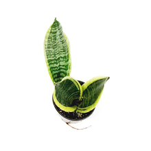 Load image into Gallery viewer, Sansevieria, 3.5in, Futura Superba