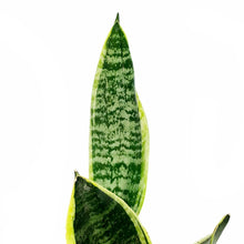 Load image into Gallery viewer, Sansevieria, 3.5in, Futura Superba