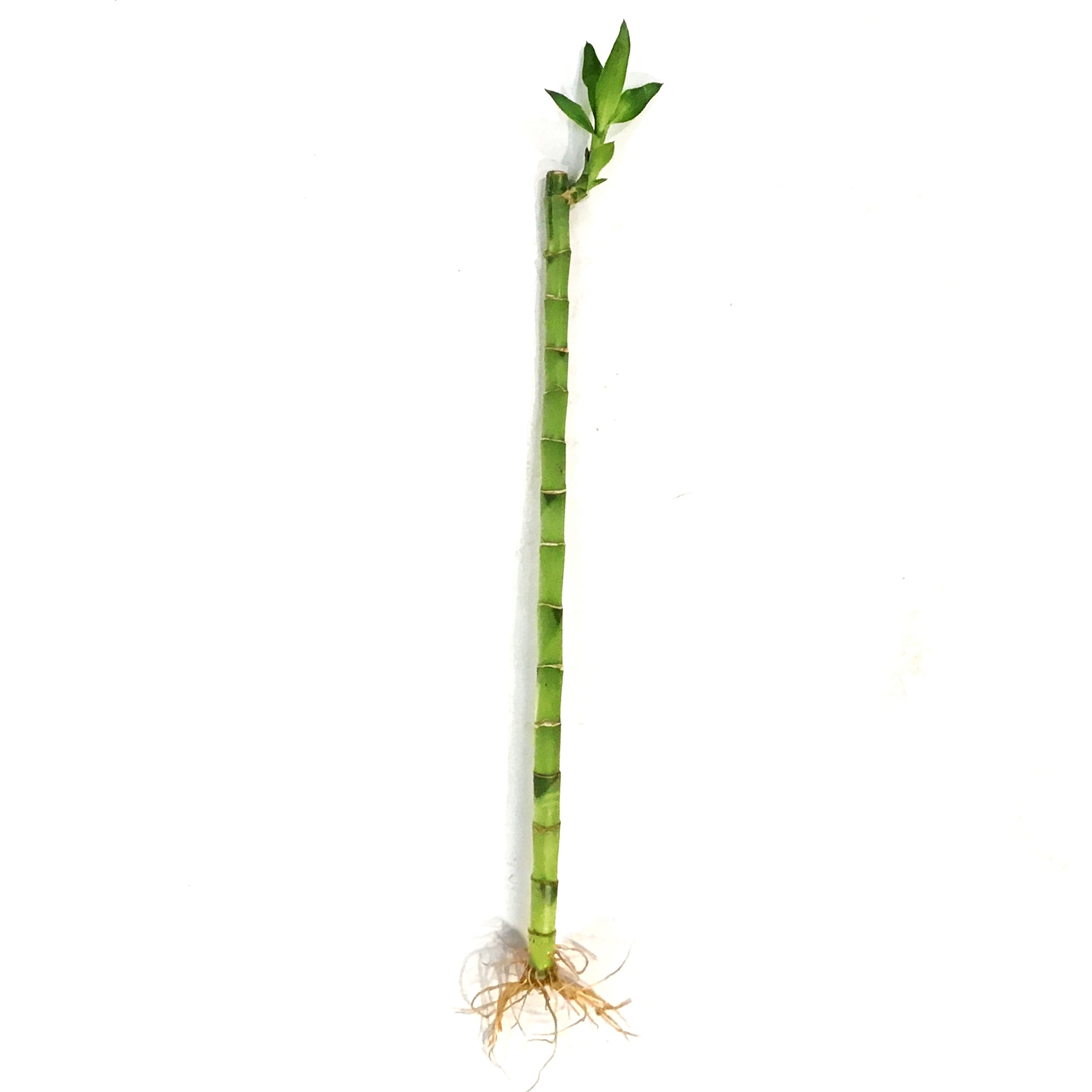 lucky bamboo single stalk Lucky Bamboo, 45cm, Straight – Floral Acres Greenhouse & Garden Centre