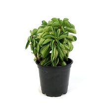 Load image into Gallery viewer, Peperomia, 4in, Fire Sparks