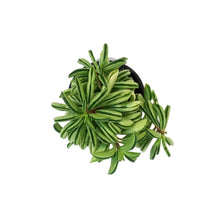 Load image into Gallery viewer, Peperomia, 4in, Fire Sparks
