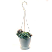 Load image into Gallery viewer, Hanging Basket, 4.5in, Succulent