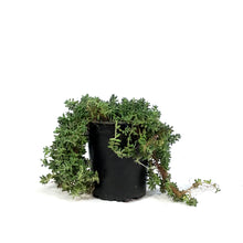 Load image into Gallery viewer, Succulent, 3.5in, Sedum Cauticola