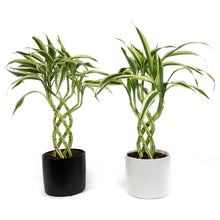 Load image into Gallery viewer, Lucky Bamboo, 5in, 8-Shape, Ceramic Pot