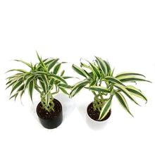 Load image into Gallery viewer, Lucky Bamboo, 5in, 8-Shape, Ceramic Pot
