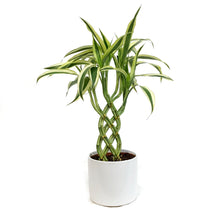 Load image into Gallery viewer, Lucky Bamboo, 5in, 8-Shape, Ceramic Pot
