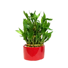 Load image into Gallery viewer, Bamboo Planter, Lucky Pagoda, 3-Tier, 4in