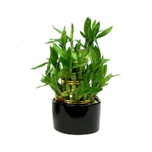 Load image into Gallery viewer, Bamboo Planter, Lucky Pagoda, 3-Tier, 4in