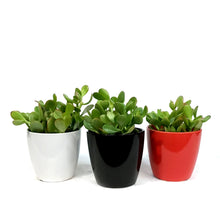 Load image into Gallery viewer, Jade, 4in, Ceramic