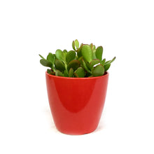 Load image into Gallery viewer, Jade, 4in, Ceramic