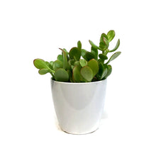Load image into Gallery viewer, Jade, 4in, Ceramic