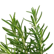 Load image into Gallery viewer, Rosemary, 4in, Upright