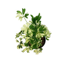 Load image into Gallery viewer, Schefflera, 4in, Janine