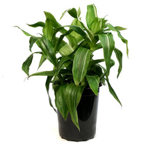 Load image into Gallery viewer, Callisia, 10in, Fragrans Variegata