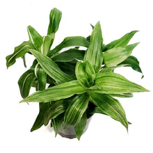 Load image into Gallery viewer, Callisia, 10in, Fragrans Variegata