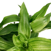 Load image into Gallery viewer, Callisia, 10in, Fragrans Variegata