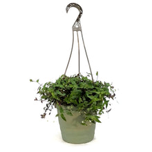 Load image into Gallery viewer, Tradescantia, 6.5in HB, Bridal Veil