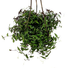 Load image into Gallery viewer, Tradescantia, 6.5in HB, Bridal Veil
