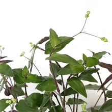 Load image into Gallery viewer, Tradescantia, 6.5in HB, Bridal Veil
