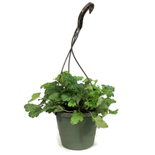 Load image into Gallery viewer, Heuchera, 6.5in HB