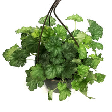 Load image into Gallery viewer, Heuchera, 6.5in HB
