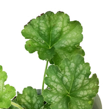 Load image into Gallery viewer, Heuchera, 6.5in HB