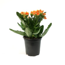 Load image into Gallery viewer, Kalanchoe, 4in, Robbie