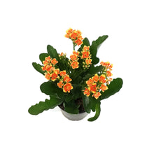 Load image into Gallery viewer, Kalanchoe, 4in, Robbie