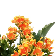 Load image into Gallery viewer, Kalanchoe, 4in, Robbie