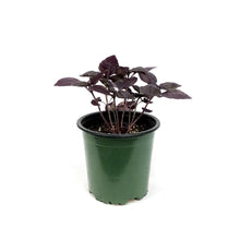 Load image into Gallery viewer, Herb, 4in, Basil, Basil Red Rosie