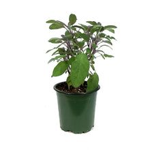 Load image into Gallery viewer, Herb, 4in, Sage, purple