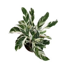 Load image into Gallery viewer, Calathea, 6in, White Fusion