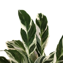 Load image into Gallery viewer, Calathea, 6in, White Fusion