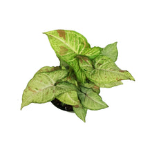 Load image into Gallery viewer, Syngonium, 6in, Confetti
