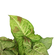 Load image into Gallery viewer, Syngonium, 6in, Confetti