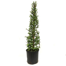Load image into Gallery viewer, Bonsai, 10in, Jade Tree Christmas Tree Shaped