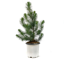 Load image into Gallery viewer, Pine, 4in, Stone