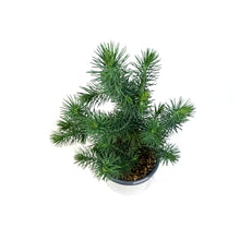 Load image into Gallery viewer, Pine, 4in, Stone