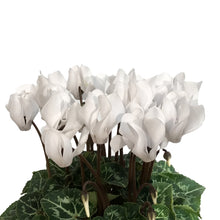 Load image into Gallery viewer, Cyclamen, 4.5in