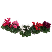 Load image into Gallery viewer, Cyclamen, 4.5in