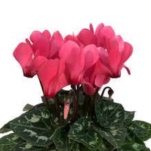 Load image into Gallery viewer, Cyclamen, 4.5in