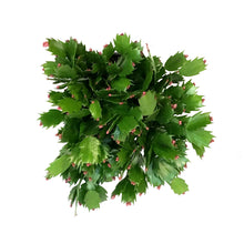 Load image into Gallery viewer, Zygo Cactus, 6in, Thor® Series